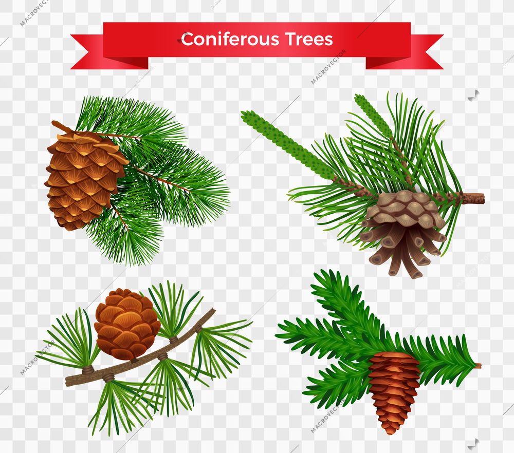 Set with pine tree cone isolated images on transparent background with different species and ribbon title vector illustration