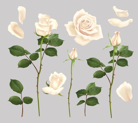 Beautiful blooming white rose flowers and petals realistic set isolated vector illustration