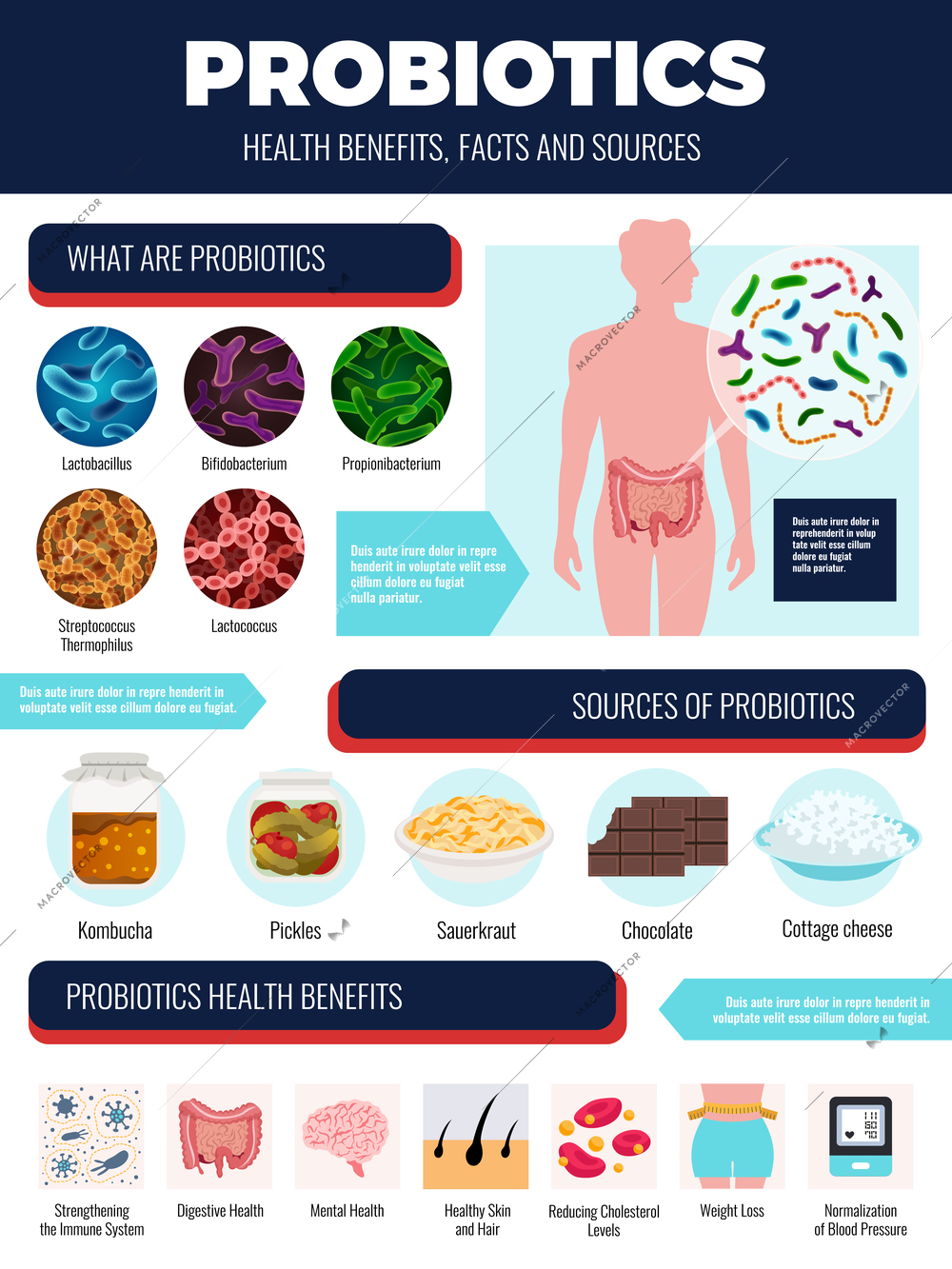 Probiotics infographic set with sources and benefits symbols flat vector illustration