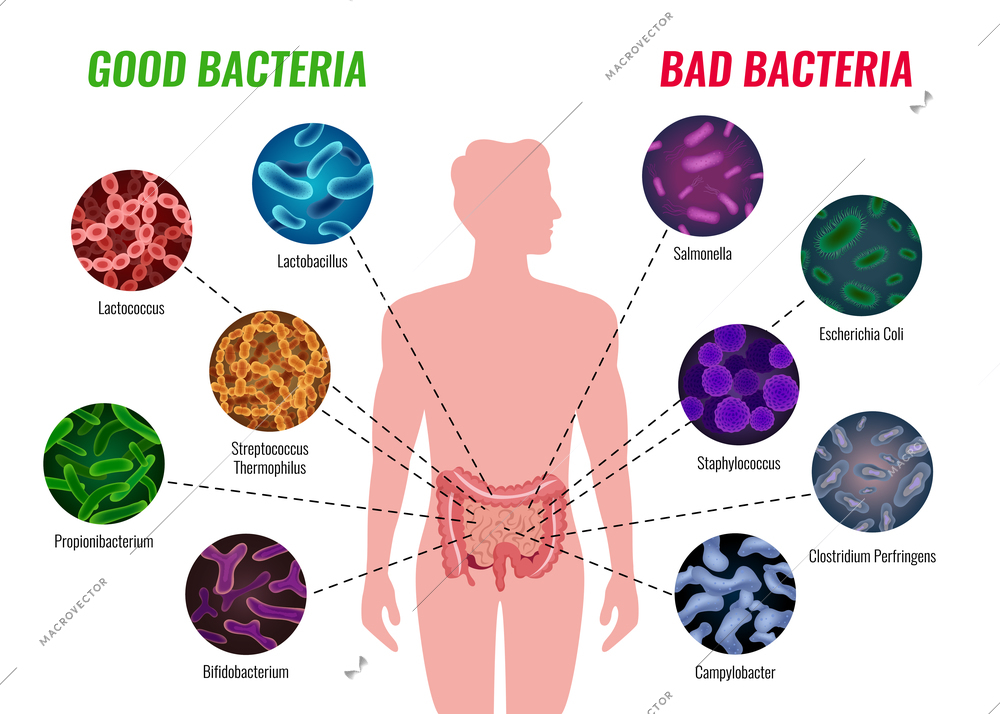 Good and bad bacteria poster with healthcare and treatment symbols flat  vector illustration