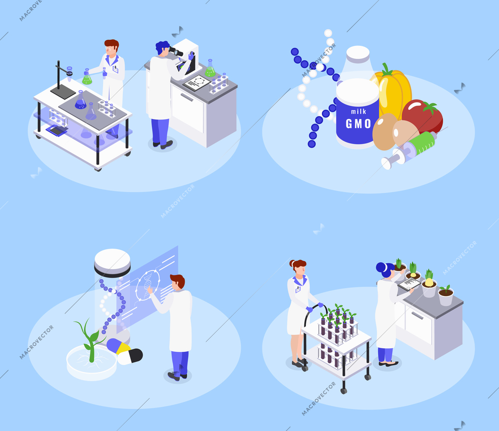 Bio engineering concept 4 isometric icons with genetically modified food gmo biotechnology laboratory dna manipulation vector illustration