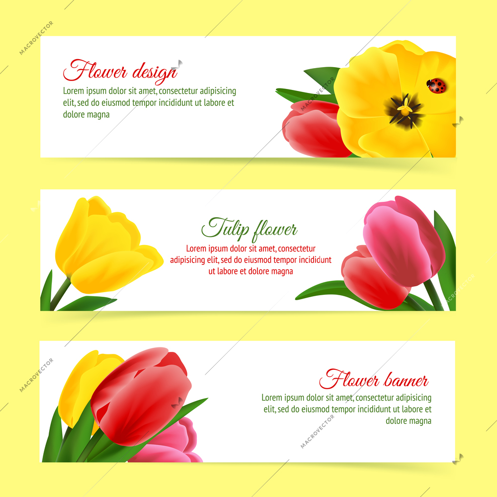 Multicolored beautiful blossoming blooming tulip flower design banner set vector illustration.