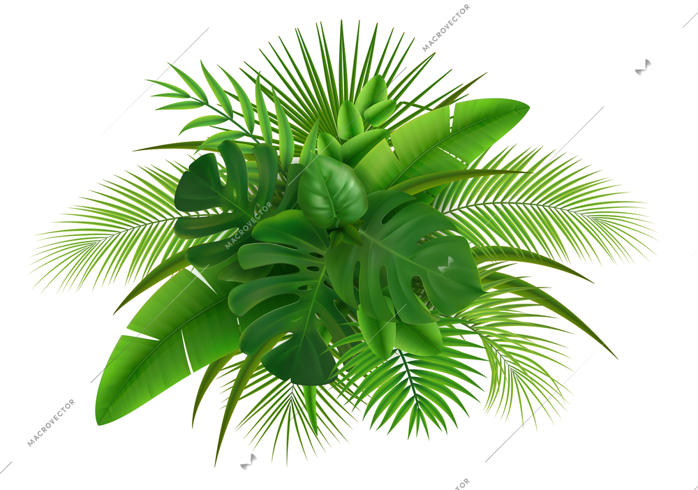 Realistic composition with green leaves of different tropical plants on white background vector illustration