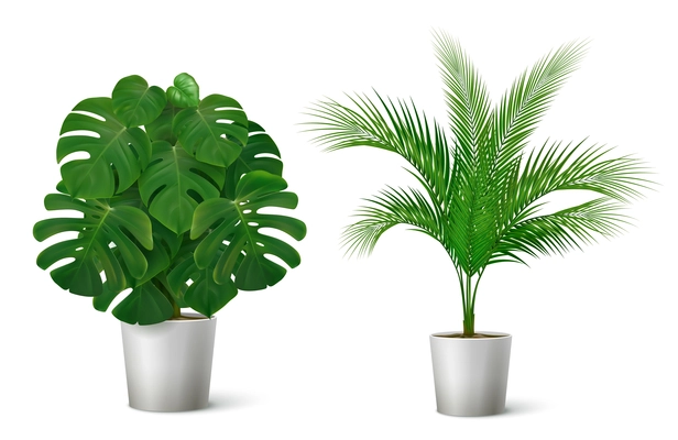 Realistic composition with two potted tropical plants with big leaves isolated on white background vector illustration