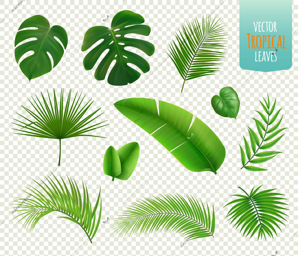 Realistic icons set with leaves of various tropical trees and plants isolated on transparent background vector illustration