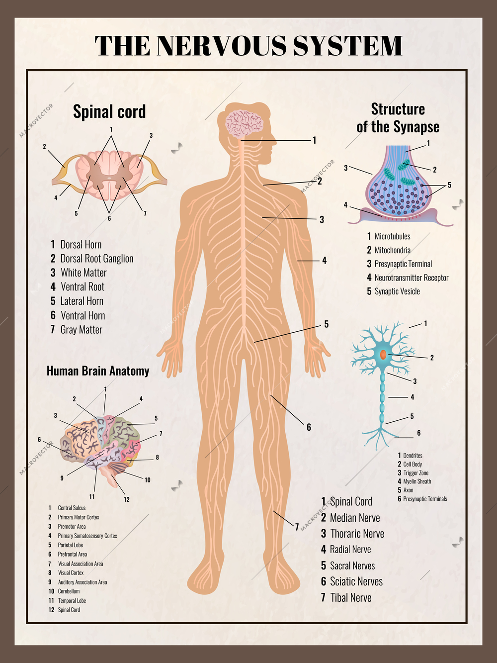 Neurology poster with retro vintage style infographic elements images of body innards and editable text captions vector illustration