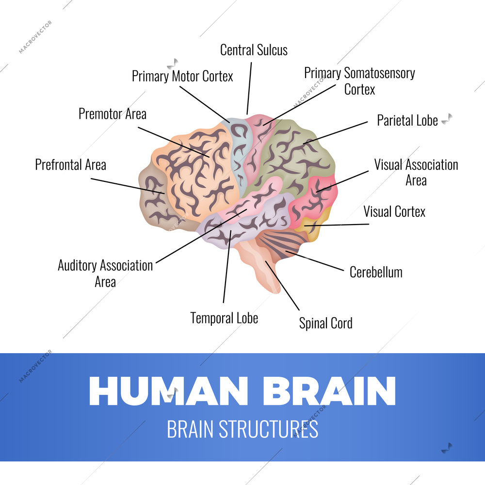 Neurology human brain anatomy composition with schematic image of human brain zones with editable text captions vector illustration