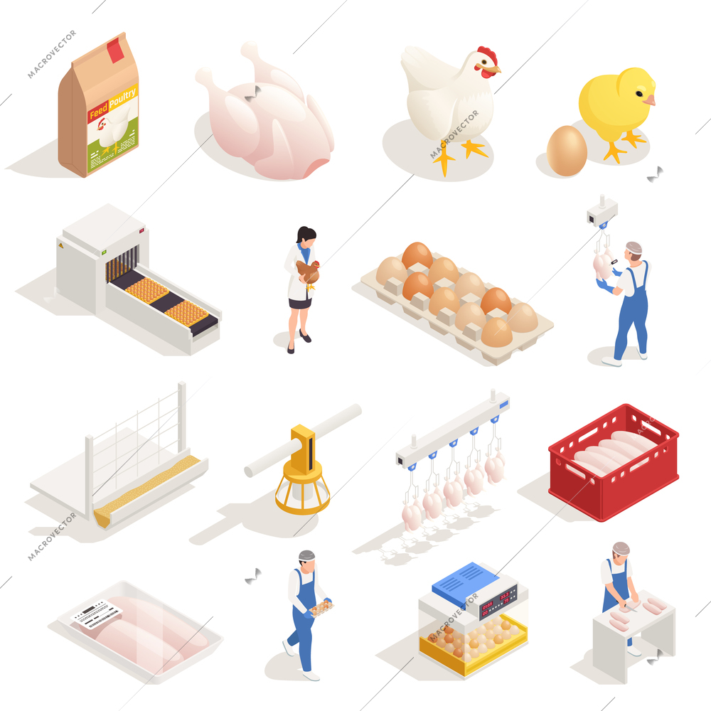 Chicken poultry production farm isometric elements set with hen eggs incubator hatched chicken meat packaging vector illustration