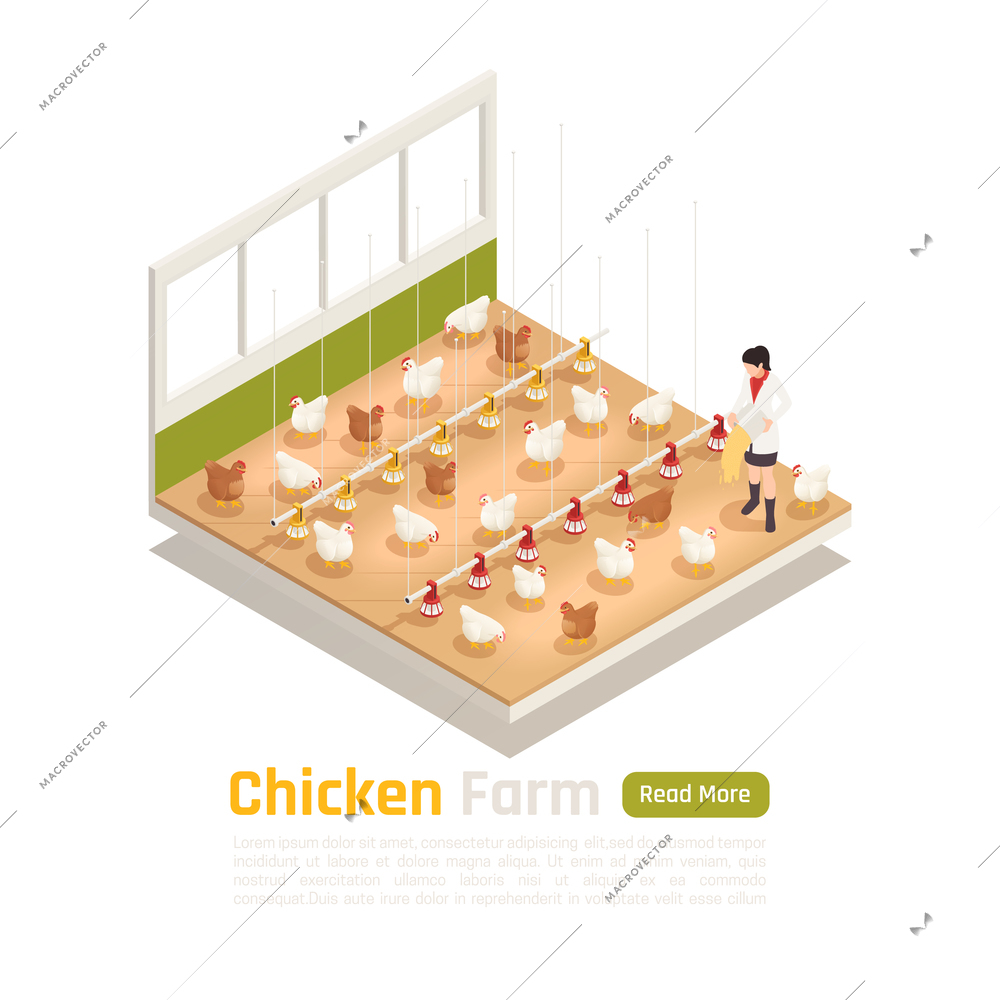Modern chicken poultry farm facility isometric element with automated watering feeding and eggs collection system vector illustration