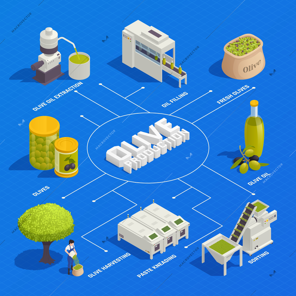 Olive production isometric flowchart with fruit harvesting sorting kneading oil extraction filling and packaging line vector illustration