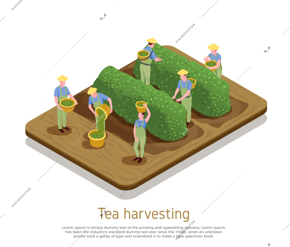 Tea production basis growers harvesting plants by hand picking top leaves with buds isometric composition vector illustration