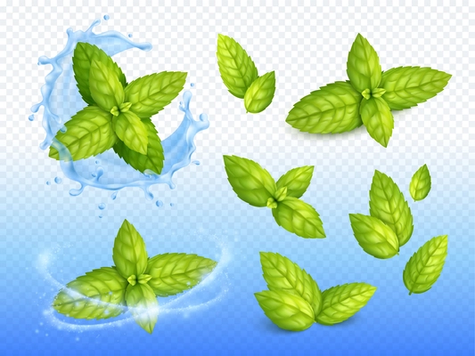 Mint realistic design set of ripe green leaves on sparkling water drops background with fresh blossoms vector illustration