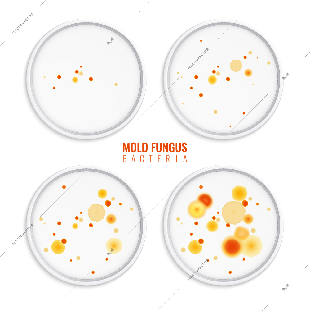 Mold fungus bacteria colonies set of four realistic images with round frames colourful dots and text vector illustration