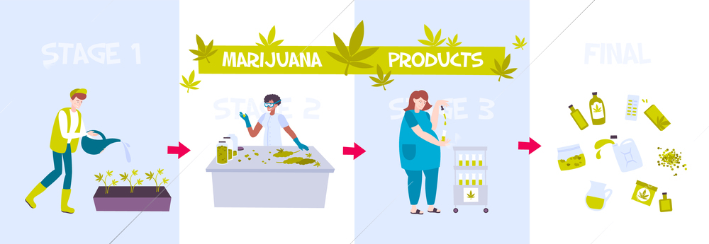 Colored marijuana production with marijuana product headlines and steps of drug manufacturing vector illustration