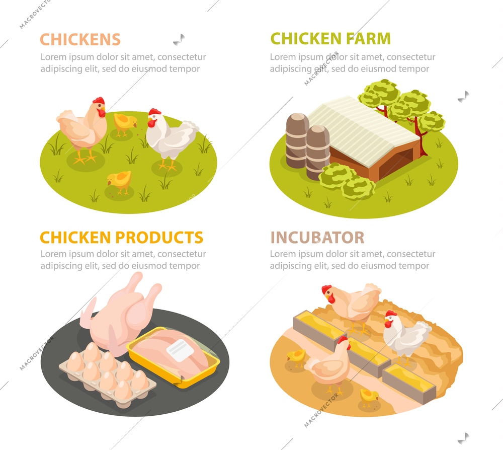 Chicken farm isometric 4x1 set of circle compositions with poultry products farm scenes with editable text vector illustration