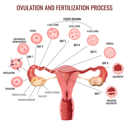 Female reproductive system ovulation and fertilization process stages on white background realistic vector illustration