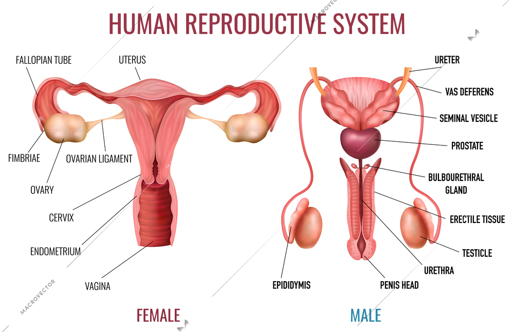 Realistic set of male and female human reproductive system with labelled parts on white background isolated vector illustration