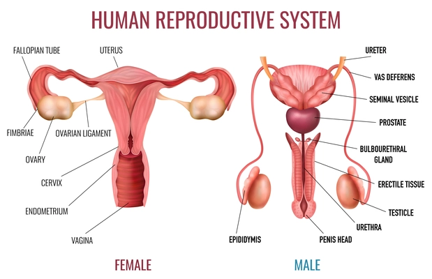 Realistic set of male and female human reproductive system with labelled parts on white background isolated vector illustration