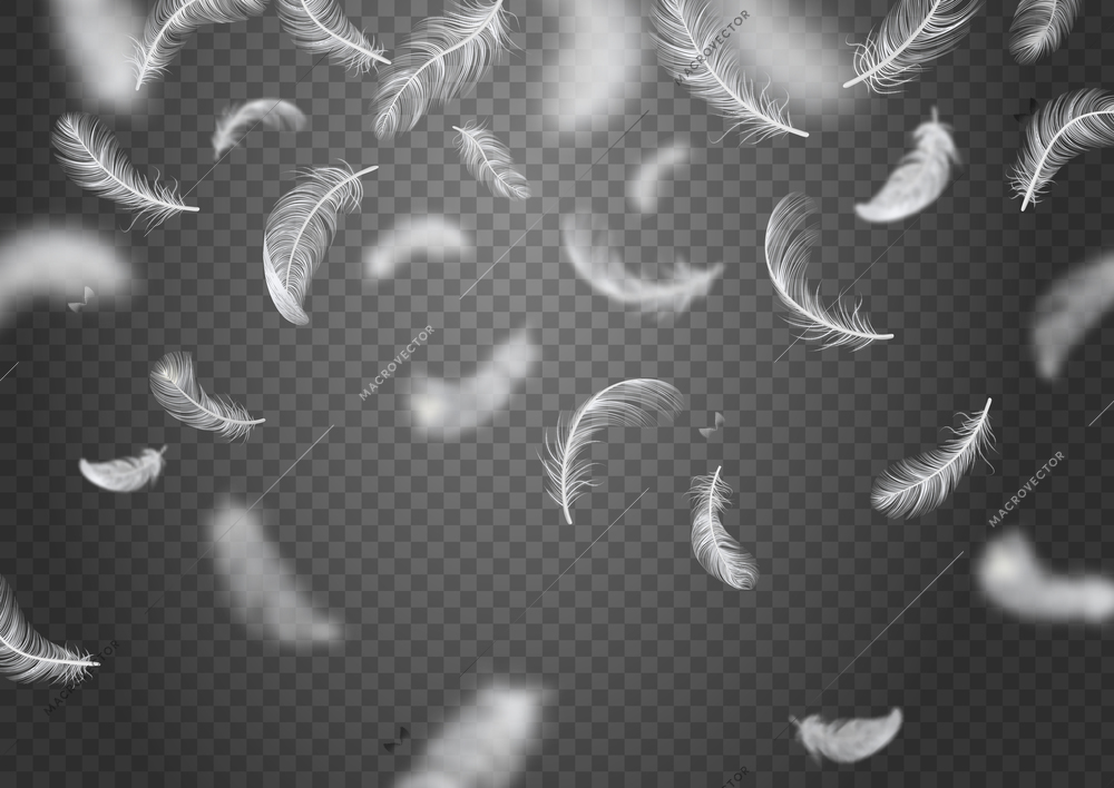 Isolated and realistic falling feather background white feathers fly on transparent background vector illustration