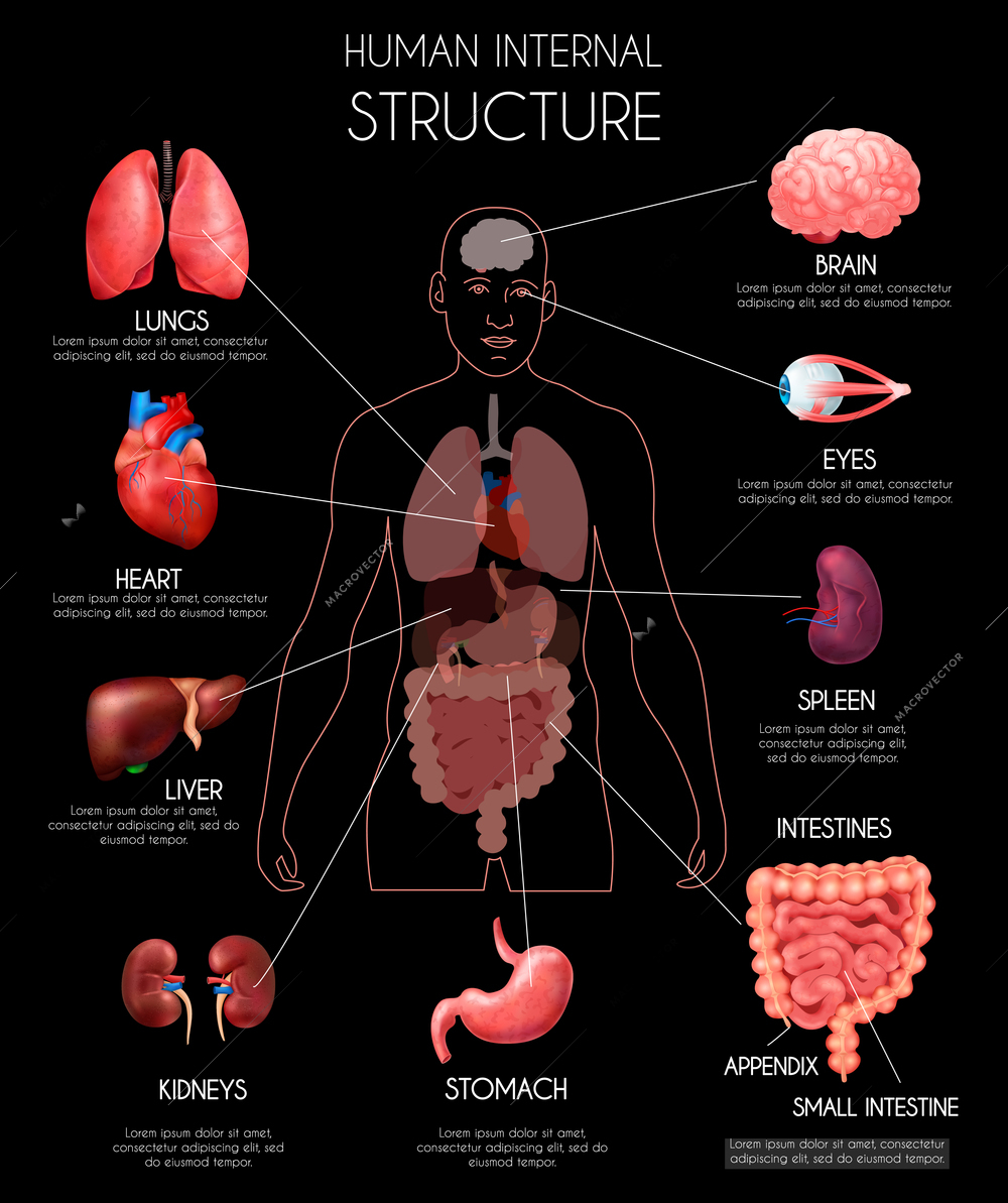 Realistic human internal organs infographics with lungs heart liver kidneys brain eyes spleen intestines descriptions vector illustration