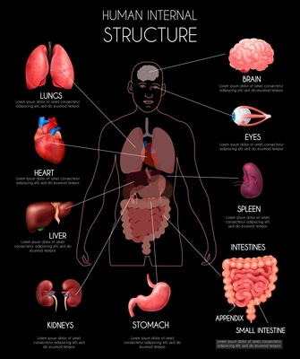 Realistic human internal organs infographics with lungs heart liver kidneys brain eyes spleen intestines descriptions vector illustration