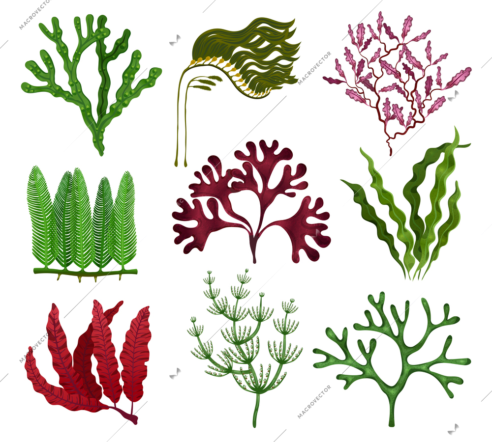 Seaweeds colorful flat set with 9 red brown green algae species against white background isolated vector illustration