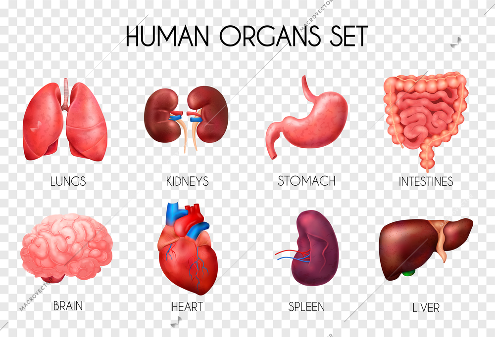 Realistic human internal organs transparent icon set with lungs kidneys stomach intestines brain heart spleen and liver description vector illustration