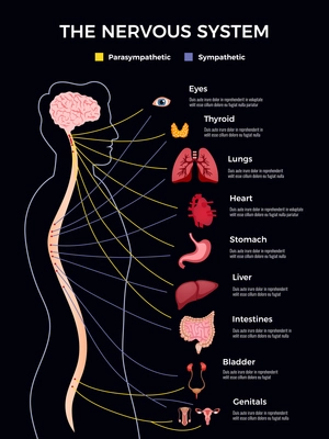 Neurology infographics composition with human shape and drawn images of inward parts of body with text vector illustration