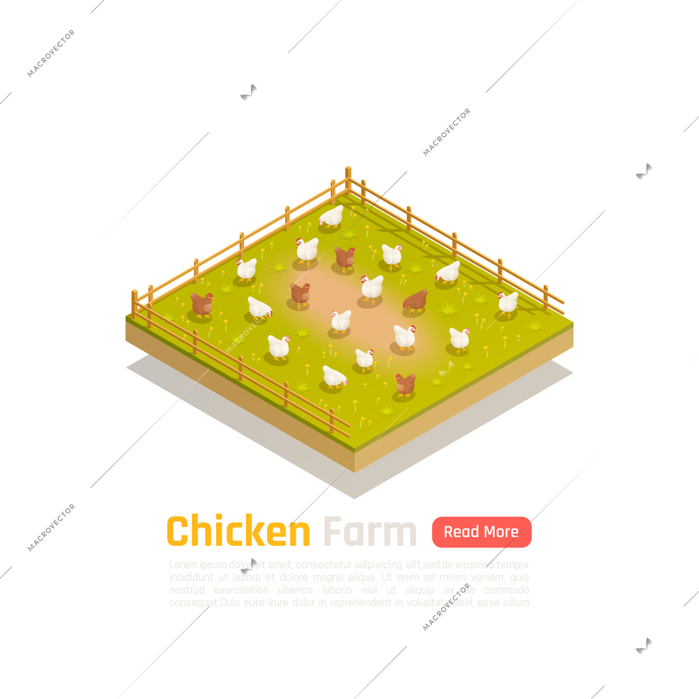 Organic free range bio poultry farm isometric composition with grass fed chickens within fenced pasture vector illustration