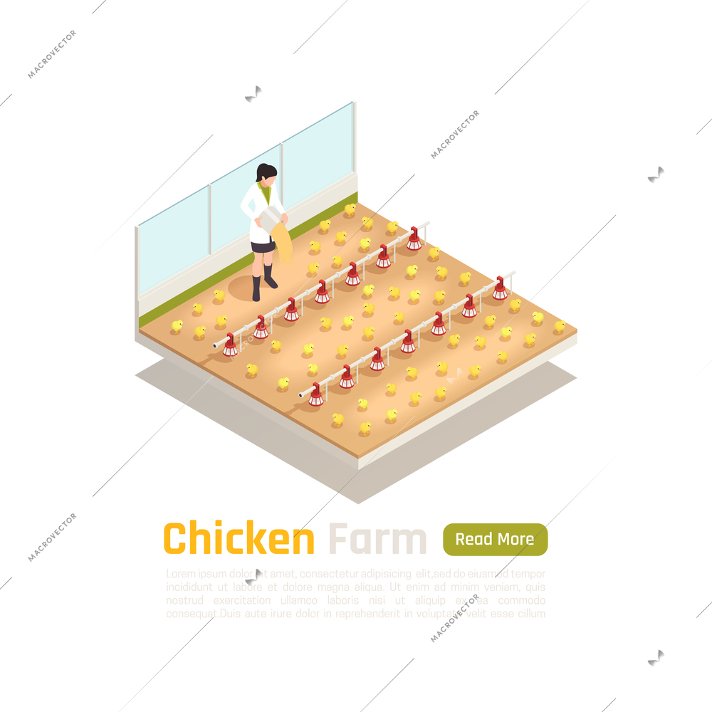 Broiler poultry stock production isometric composition with modern newly hatched chicks breeder technologies internal facility vector illustration