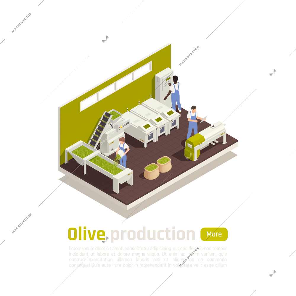 Olive oil manufacturing process isometric composition with automated harvested fruit sorting and kneading line operators vector illustration