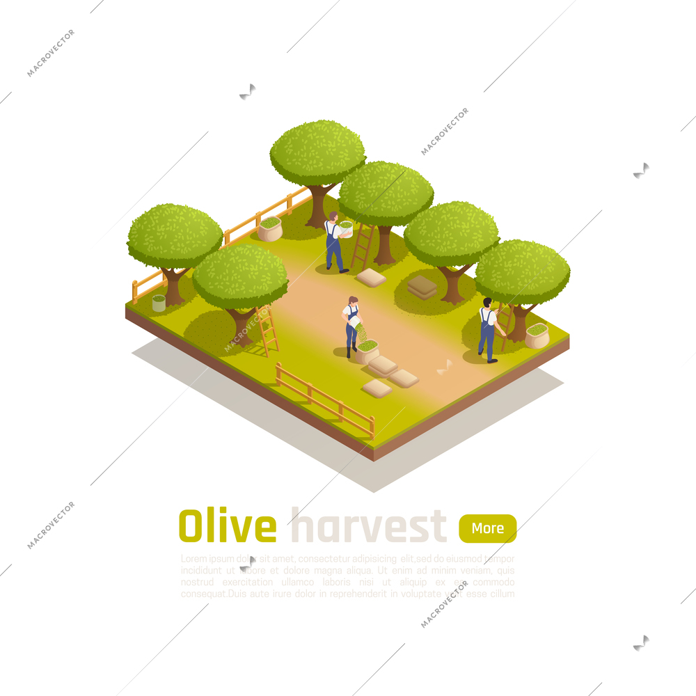 Organic olive oil traditional production isometric composition with farm workers picking ripe fruit by hand vector illustration