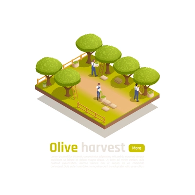 Organic olive oil traditional production isometric composition with farm workers picking ripe fruit by hand vector illustration