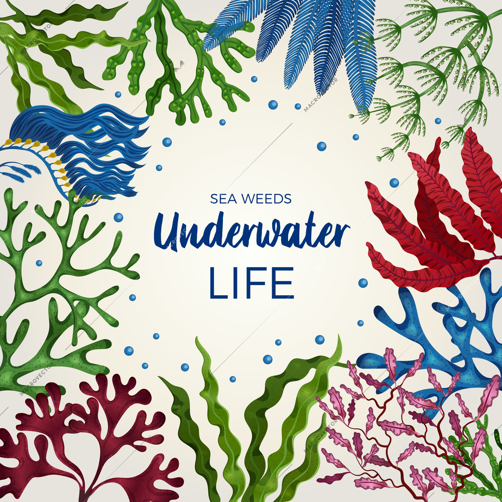 Underwater life colorful decorative square frame cover page with brown green red algae seaweeds flat vector illustration