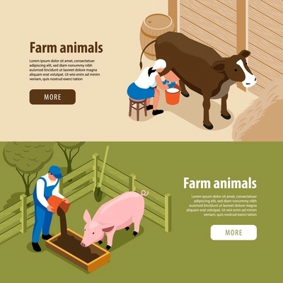 Cattle farm livestock animals 2 horizontal isometric web banners with workers milking cow feeding pig vector illustration