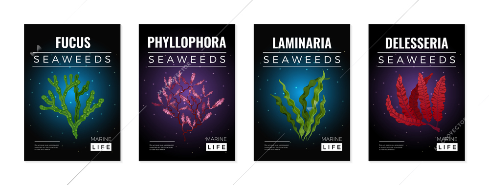 Seaweeds 4 posters with colorful algae against black background set with fucus laminaria phyllophora isolated vector illustration