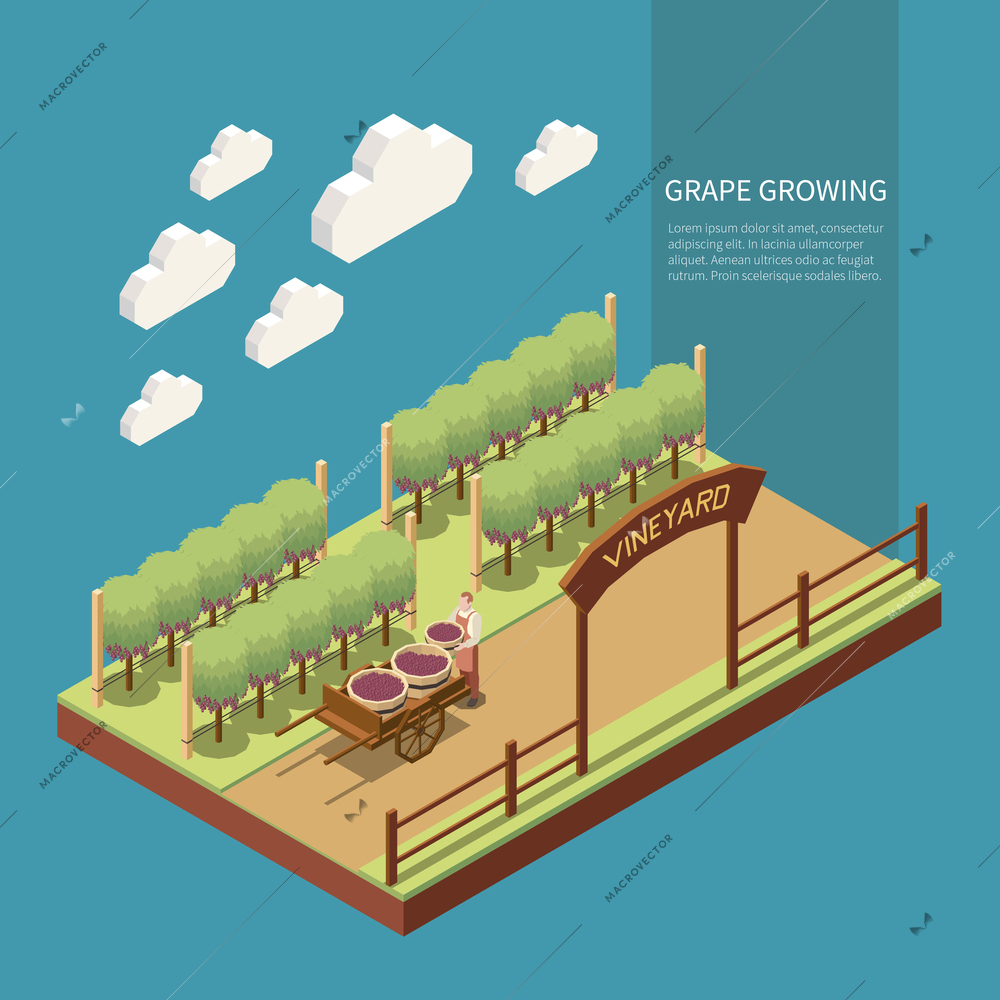 Wine production isometric composition with trees and grape vines 3d vector illustration