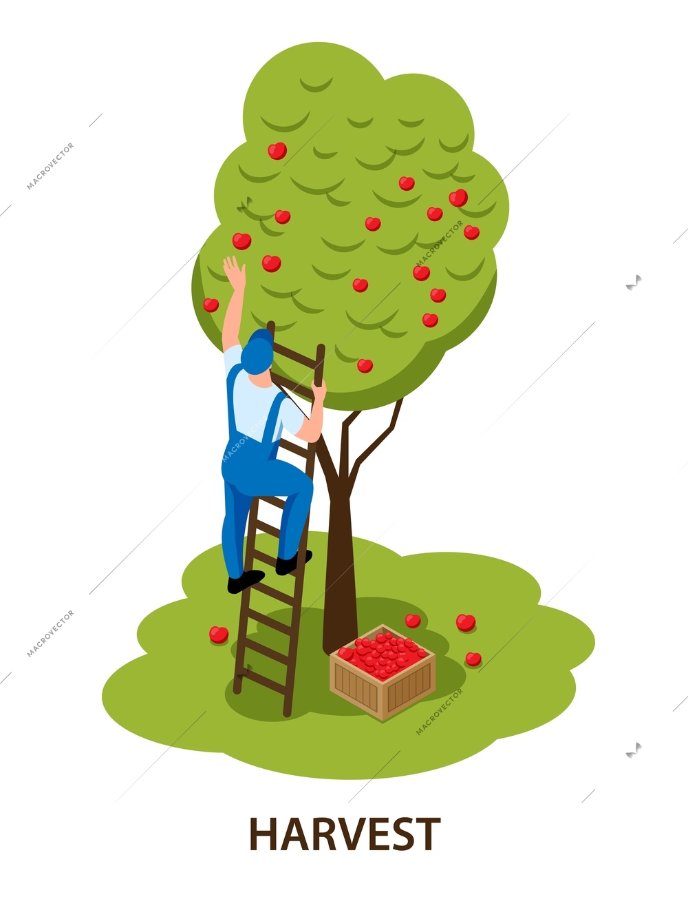 Farmer on ladder hand picking red apples harvesting fruit tree in orchard isometric isolated composition vector illustration