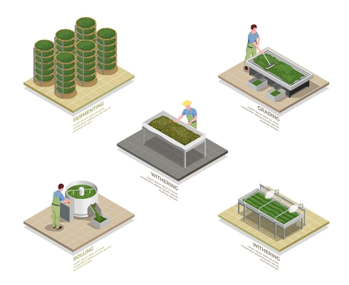 Tea industry production process 5 isometric infographic elements set with withering rolling oxidizing fermentation isolated vector illustration