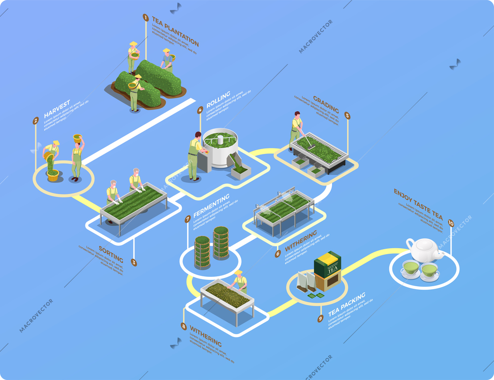 Tea industry production process isometric flowchart with plantation harvesting sorting rolling grading withering packing brewing vector illustration