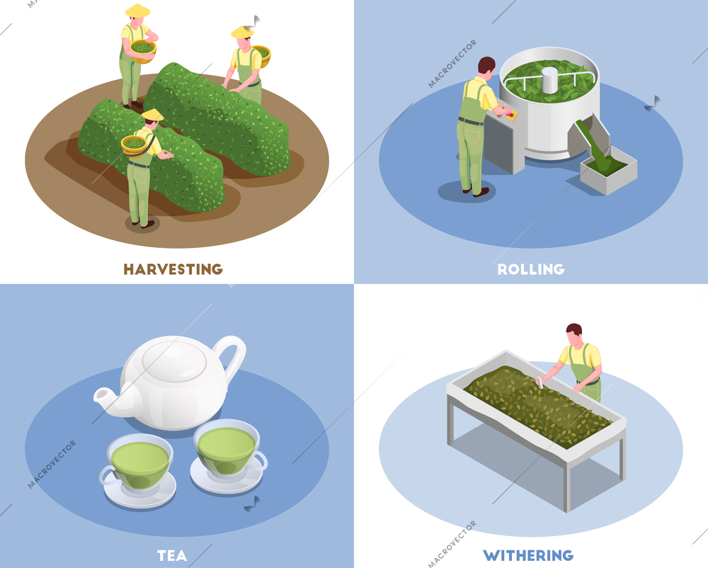 Tea production concept 4 isometric compositions with harvesting rolling withering and fresh brewed green beverage vector illustration