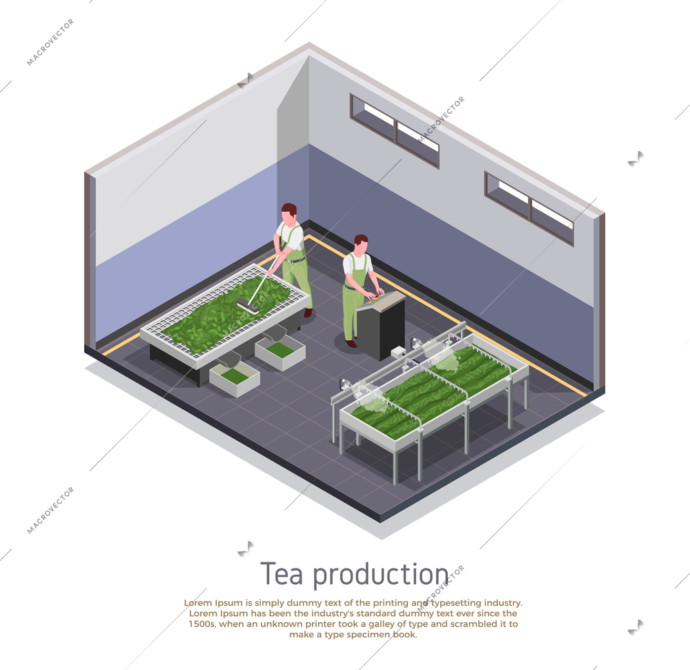 Modern tea production facility isometric composition with grading and oxidizing harvested leaves process descriptive text vector illustration