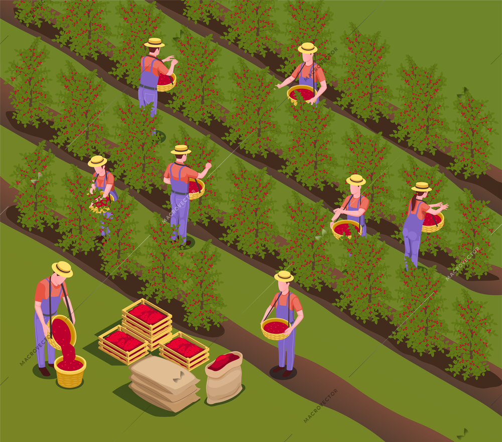 Coffee industry production isometric composition with plantation workers harvesting beans removing fruit by hand vector illustration