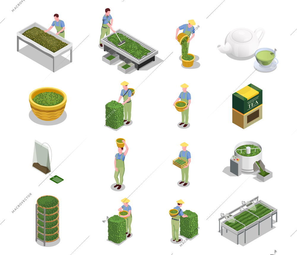Tea industry production isometric icons set with harvesting leaves withering drying grading fermenting rolling brewing vector illustration