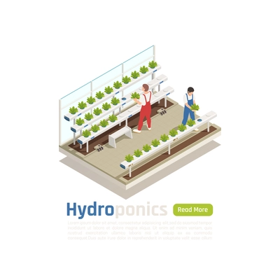 Modern hydroponic greenhouse isometric composition with 2 workers checking plants  growing without soil irrigation system vector illustration