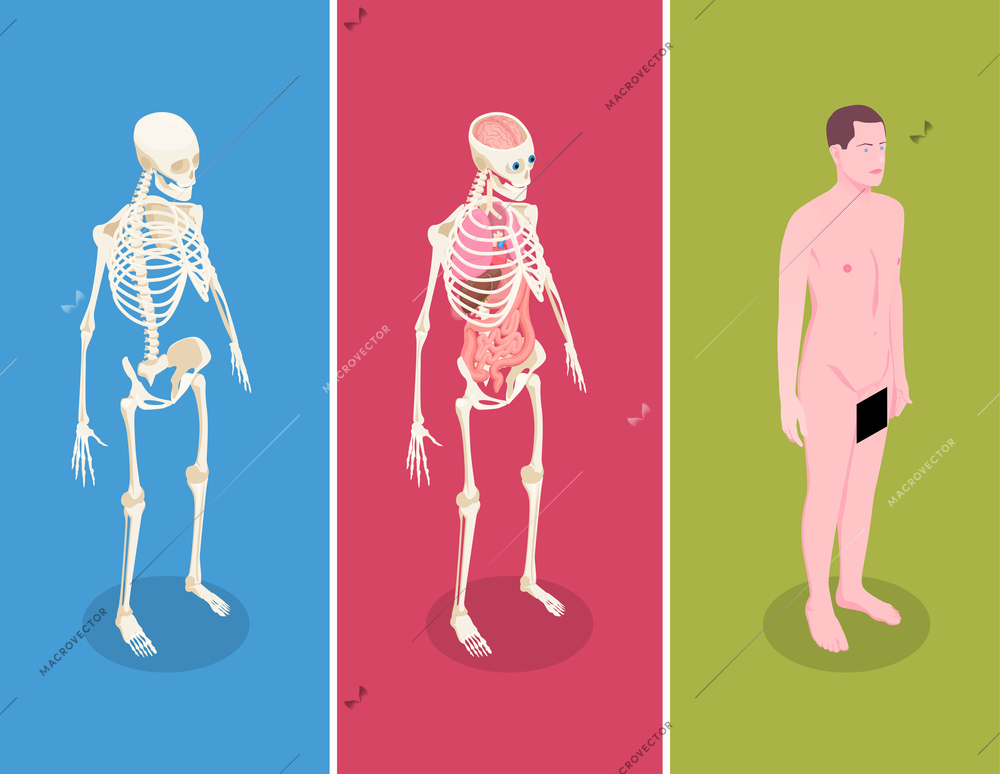 Anatomy isometric banners set with male body and two human skeletons on colorful background 3d isolated vector illustration