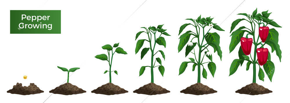 Set with isolated images of pepper plant growth stages from seed with text on blank background vector illustration