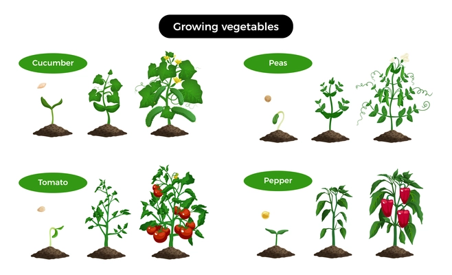 Farming organic vegetables set of images representing different stages of growing cucumber tomato pepper and peas vector illustration