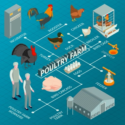 Isometric poultry farm flowchart composition with images of farm animals with worker characters feeders and incubators vector illustration