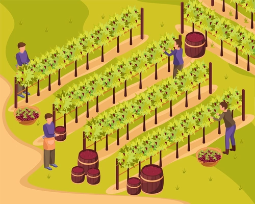 Wine production background with harvest and wineyard symbols isometric vector illustration